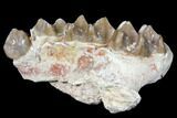 Oreodont (Merycoidodon) Jaw Section - South Dakota #128115-1